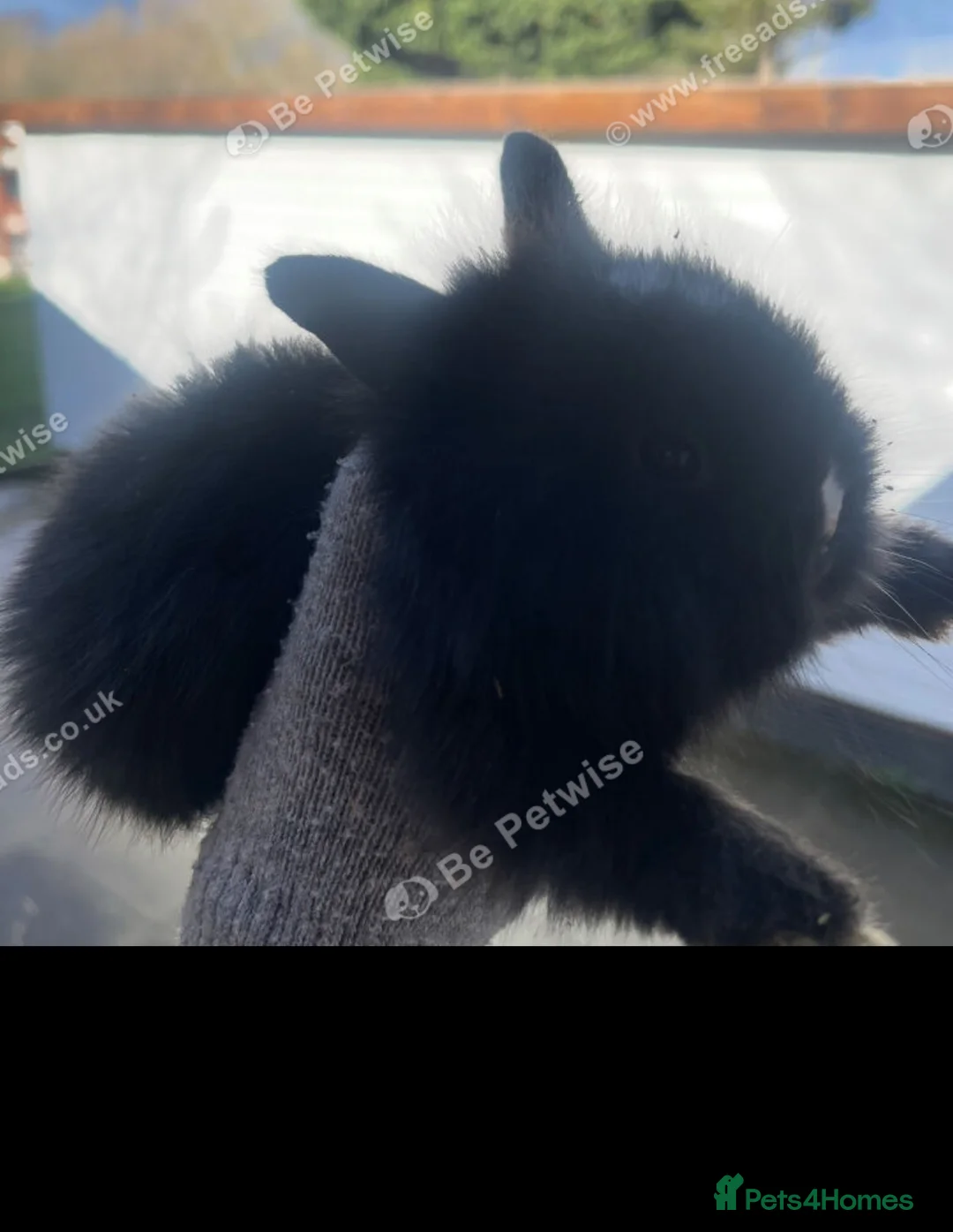 Lionhead rabbits for sale: Baby Lionhead bunnies ready to reserve ! - Advert 6