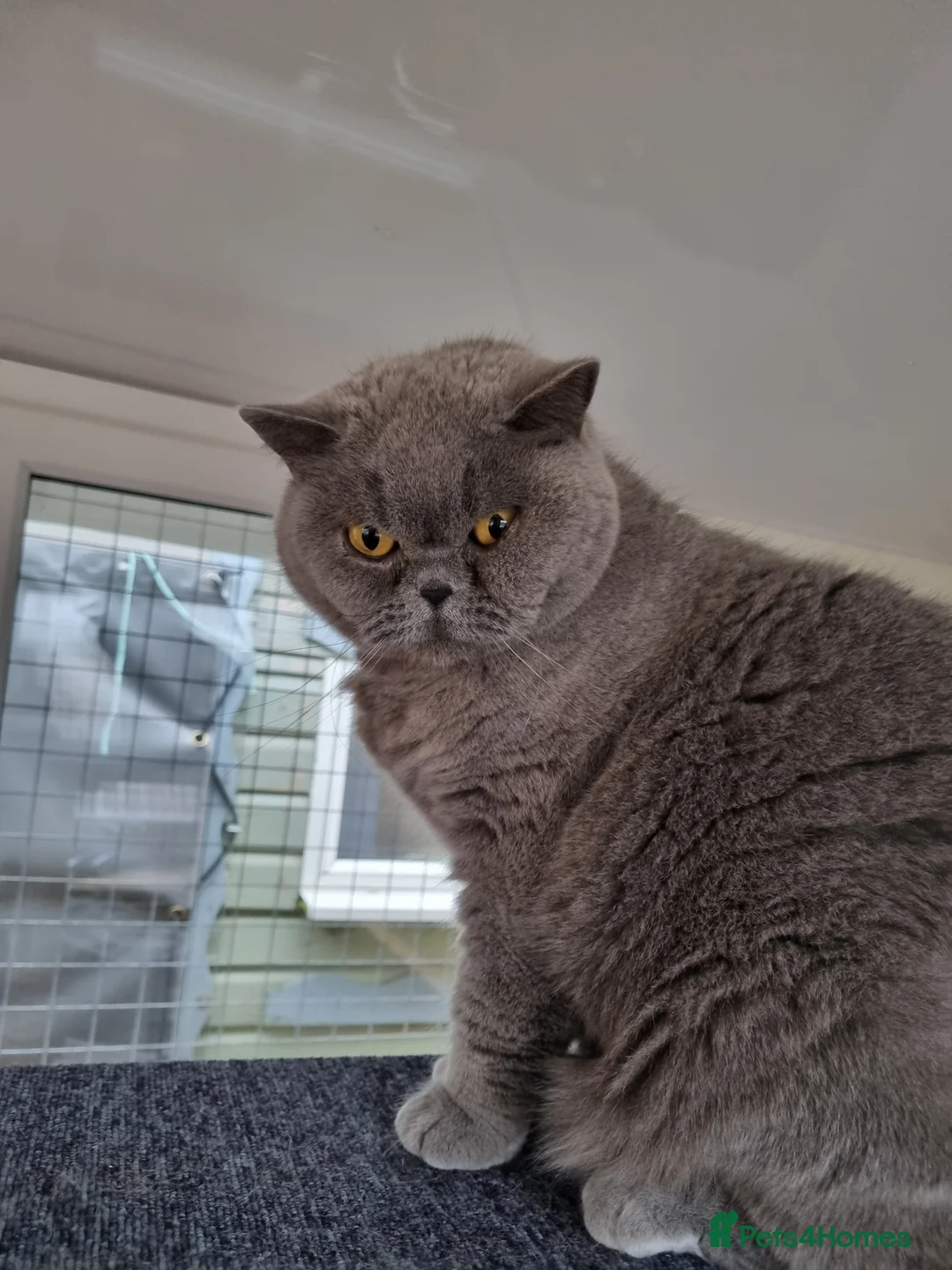 British Shorthair cats for sale: Blue British Shorthair girl.  - Advert 2