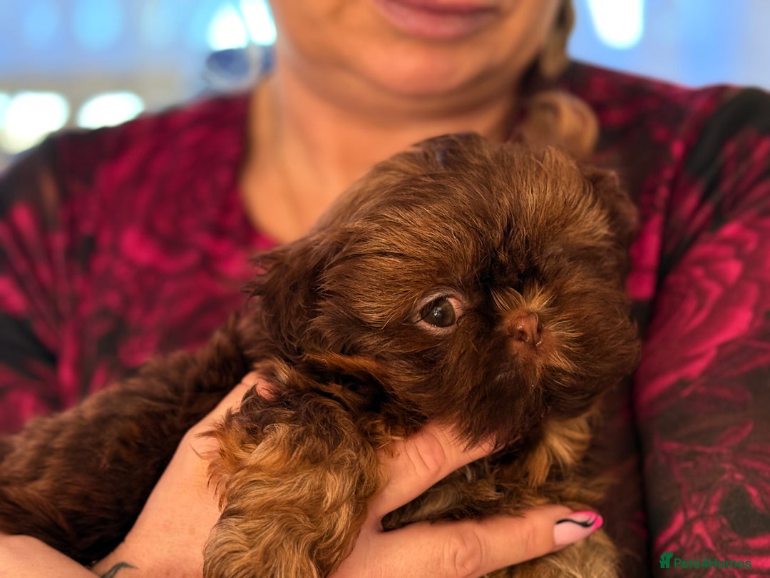 Shih Tzu dogs for sale: Shih Tzu KARASHISHI Line Two Boys Left Green Eyes - Advert 21