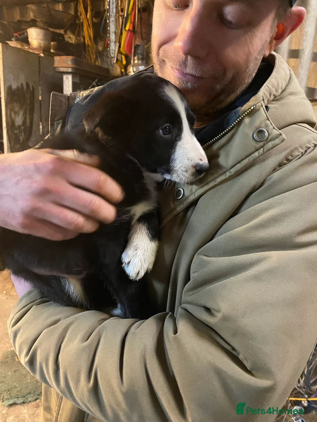 Border Collie dogs for sale: Border Collie pups  - Advert 1