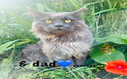 Maine Coon cats for sale: TICA registered, pedigree maine coon kittens  - Image 14