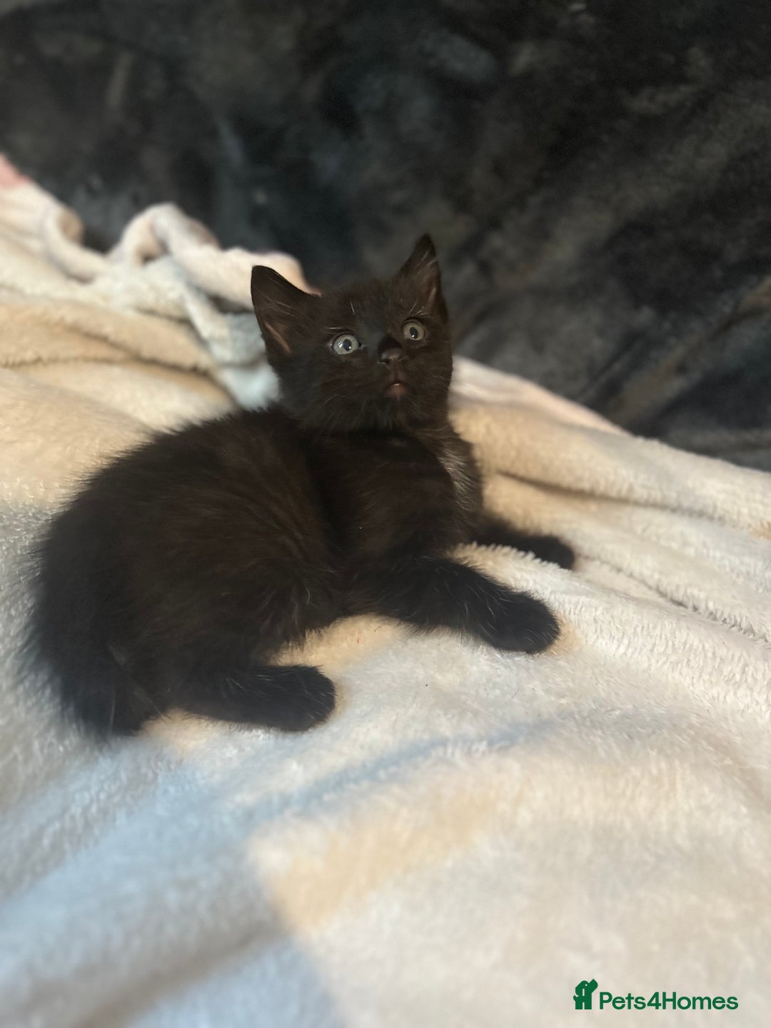 Ragdoll cats for sale: Ragdoll cross domestic shorthaired kittens  - Image 11