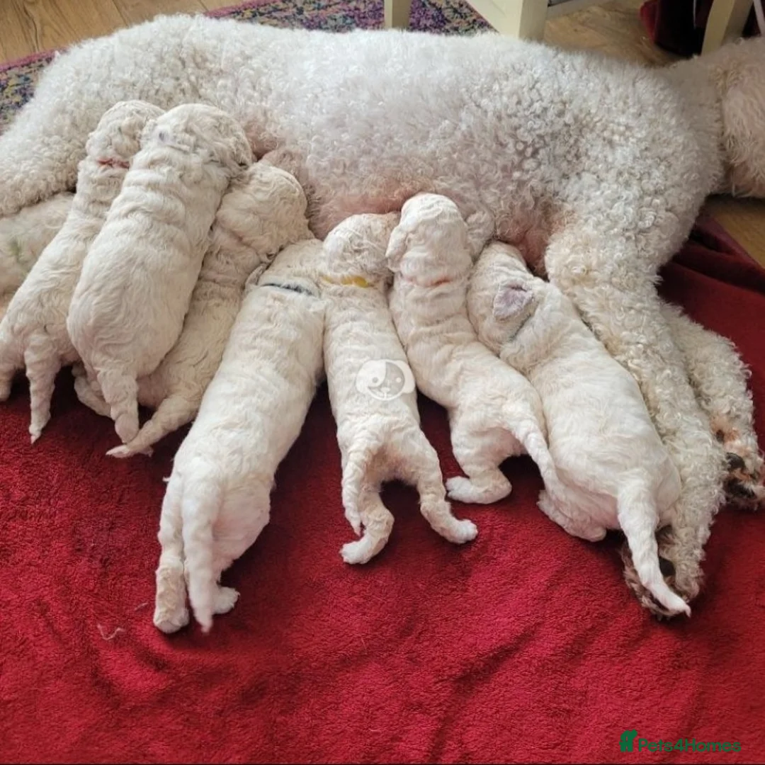 Poodle dogs for stud: K.C Reg Standard Poodle for Stud  in Chesterfield - Advert 6