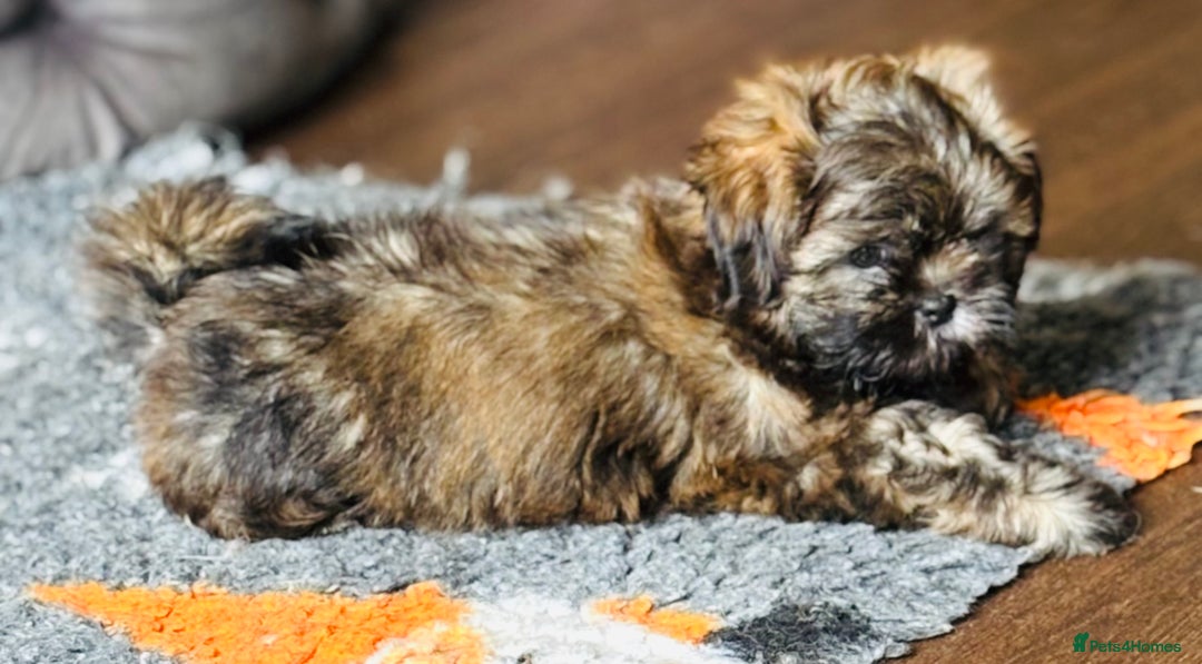 Shih Tzu dogs for sale: Pretty kc reg shih tzu puppy girl  - Image 7