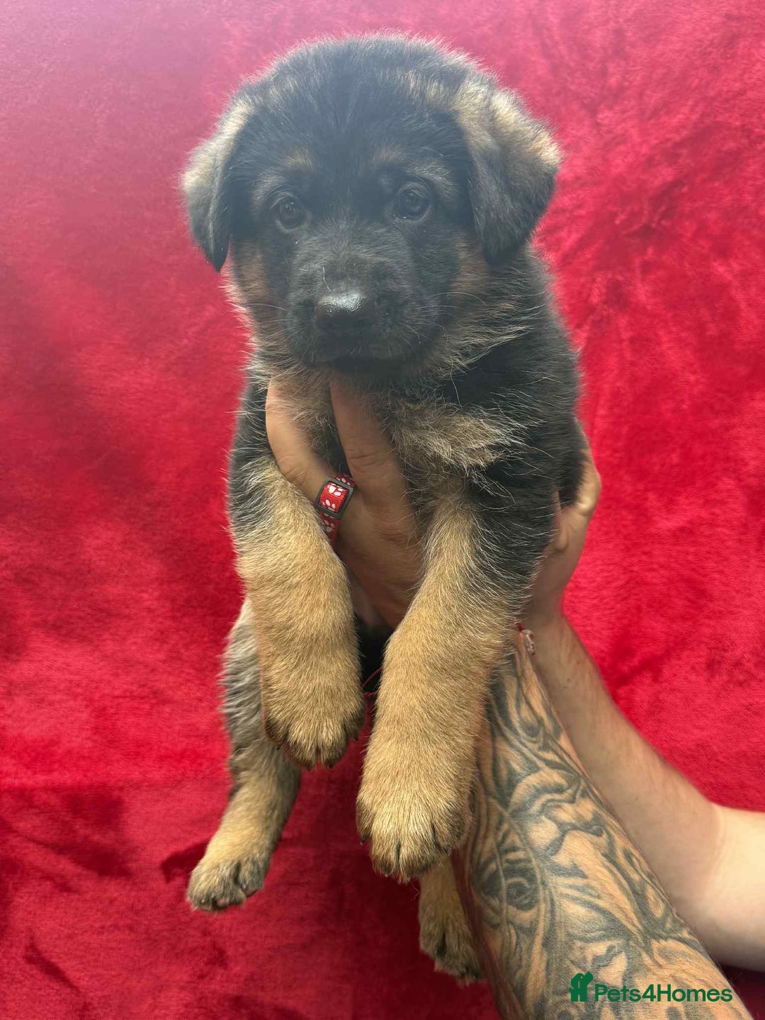 German Shepherd dogs for sale: German Shepherd Puppies  - Image 13