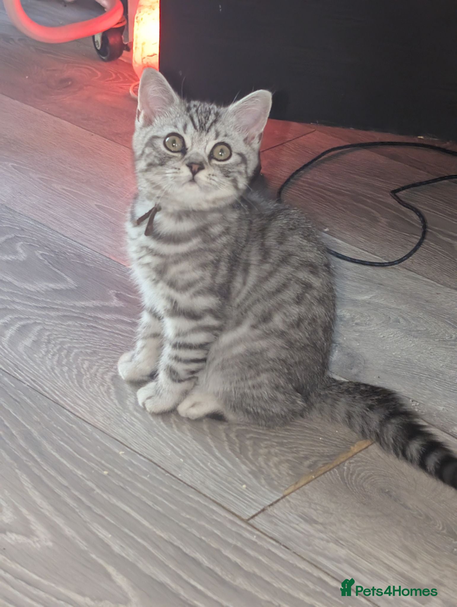 British Shorthair cats Full British shorthairs  - Advert 3