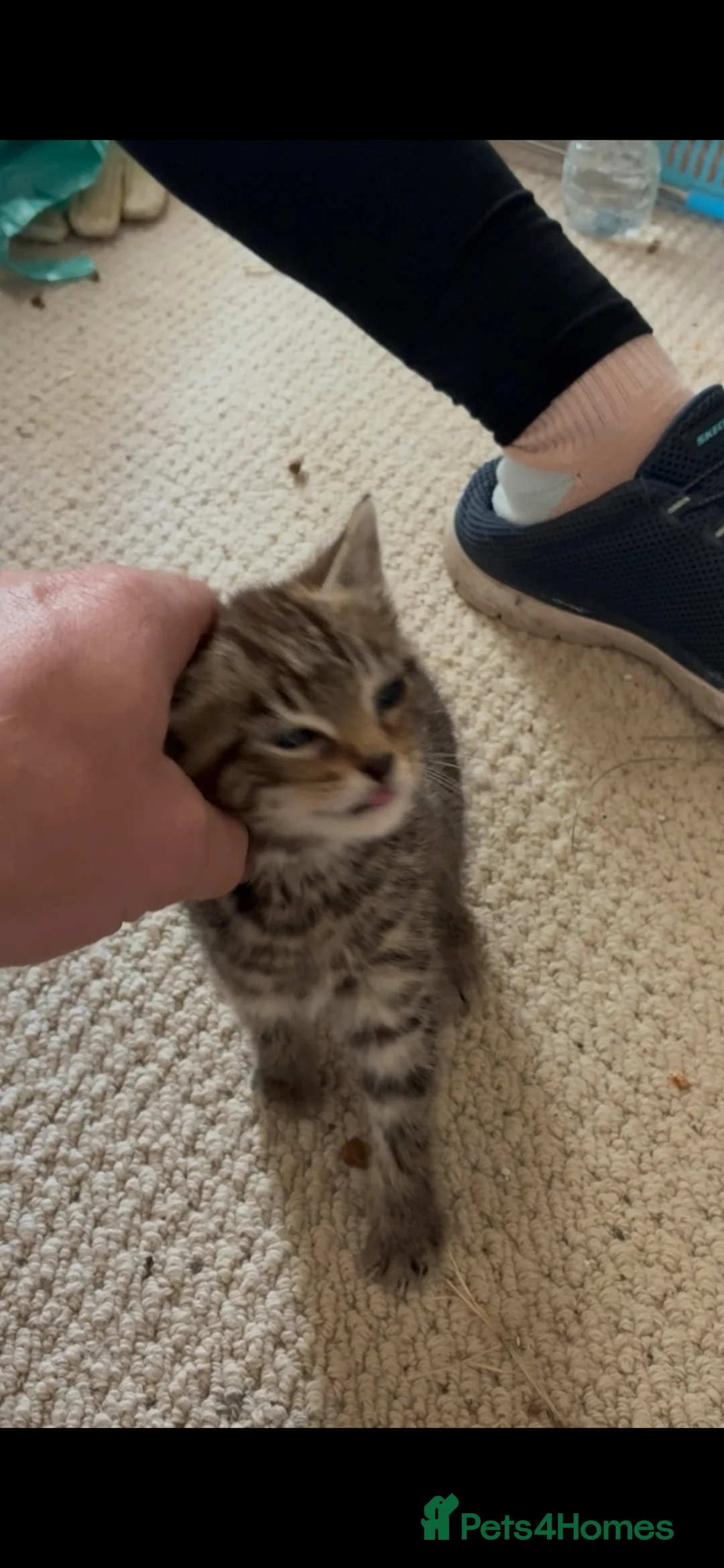 Mixed Breed cats for sale: Two gorgeous tabby boys kittens  in Lymington - Advert 3