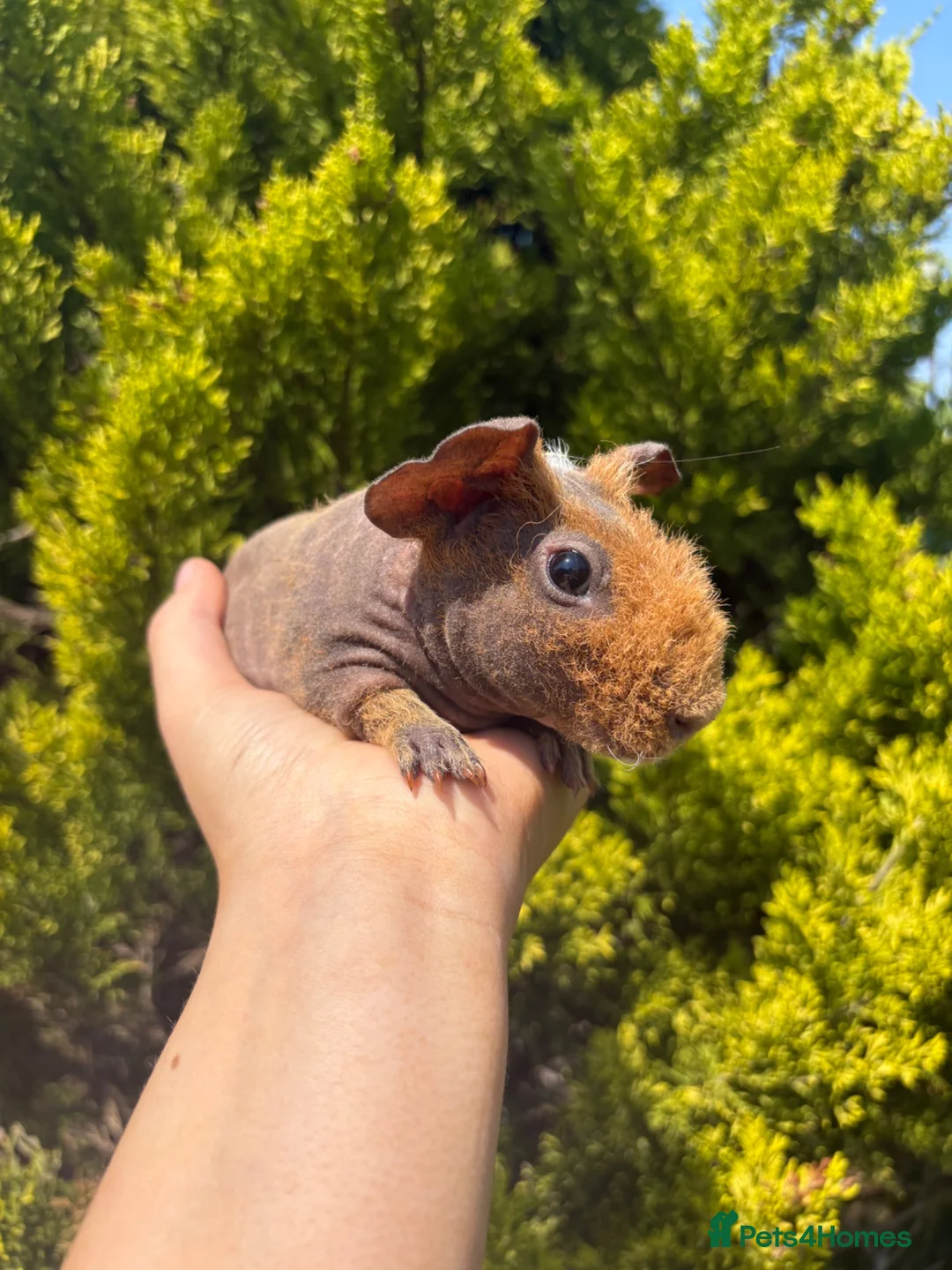 Guinea Pig rodents for sale: Only 4 left skinny pigs for sale 🩵boys  - Advert 4