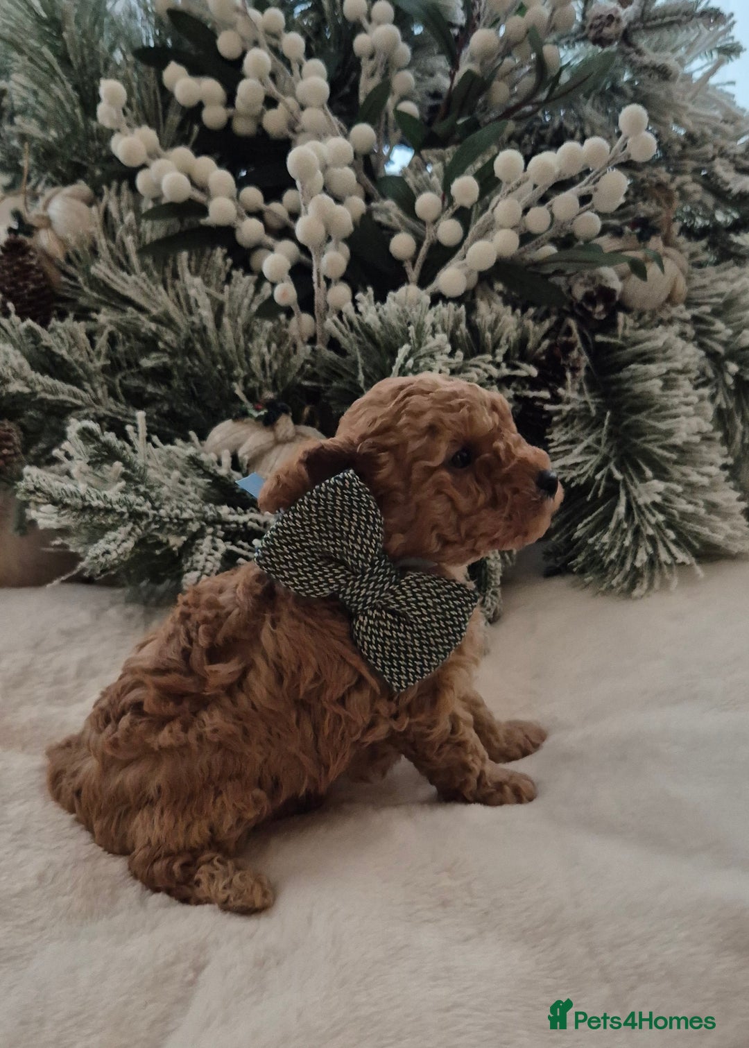 Toy Poodle dogs for sale: KC REG HEALTH TESTED TOY POODLE  - Advert 1