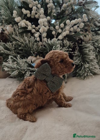 Toy Poodle dogs KC REG HEALTH TESTED TOY POODLE - Advert 1