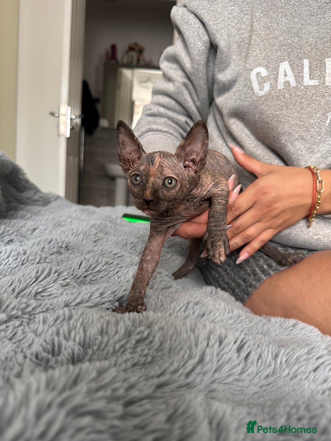 Sphynx cats for sale: Four 😍 SPHYNX kittens  - Image 11
