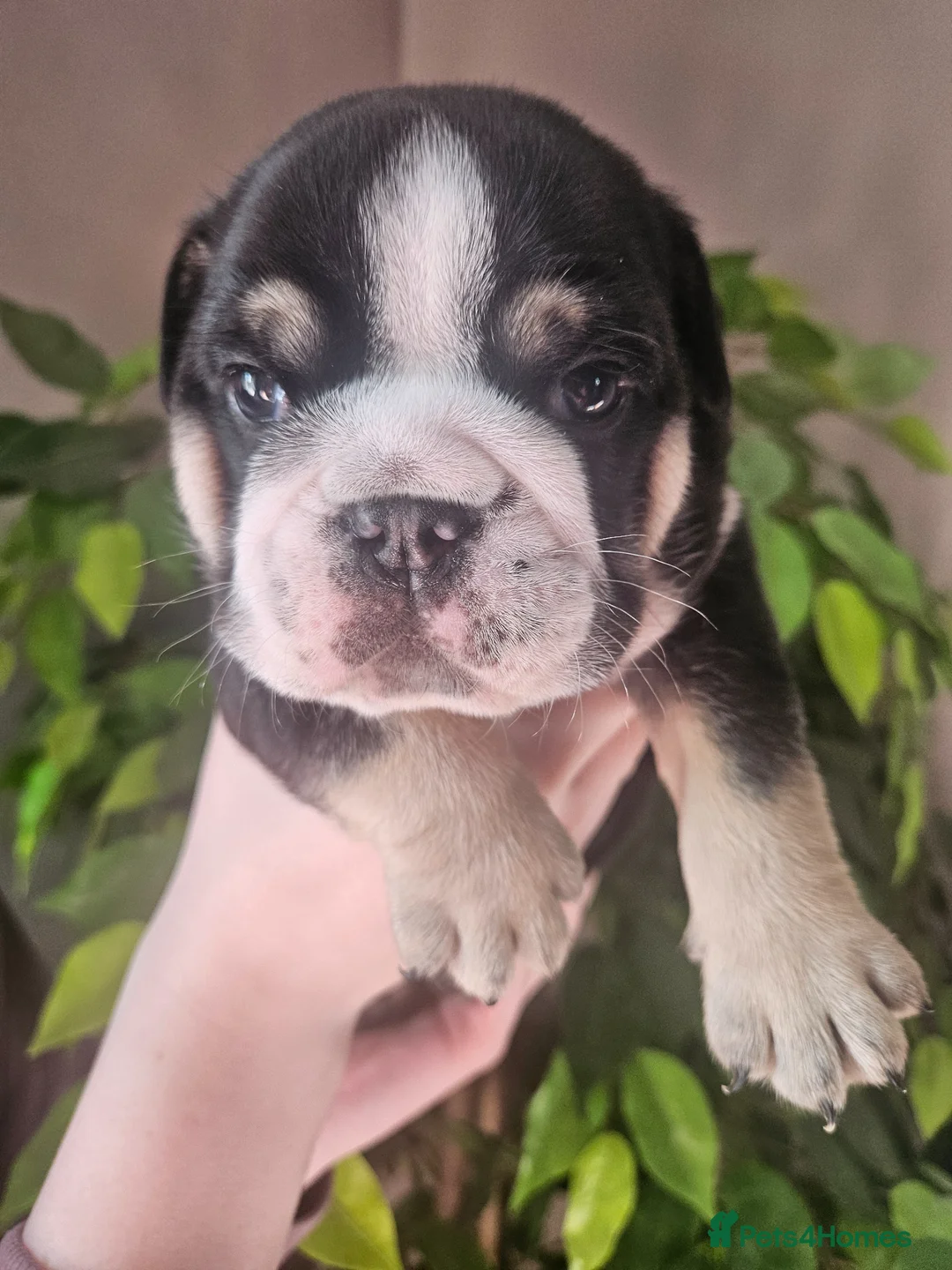 English Bulldog dogs for sale: Stunning 4week old male black tri english bulldog  - Advert 1
