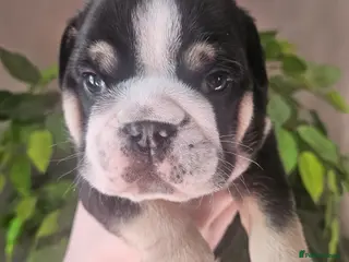 English Bulldog dogs Stunning 4week old male black tri english bulldog - Advert 5