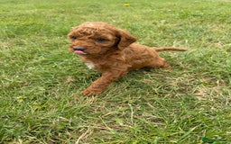 Cockapoo dogs for sale: Adorable F1B cockapoo puppies - Image 15