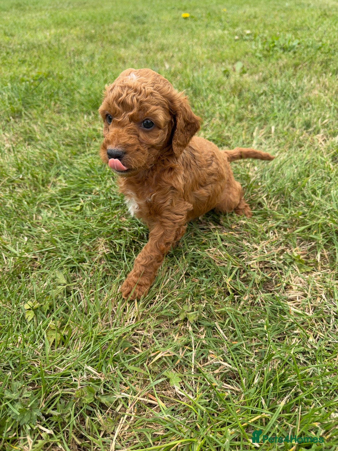 Cockapoo dogs for sale: Adorable F1B cockapoo puppies - Image 15