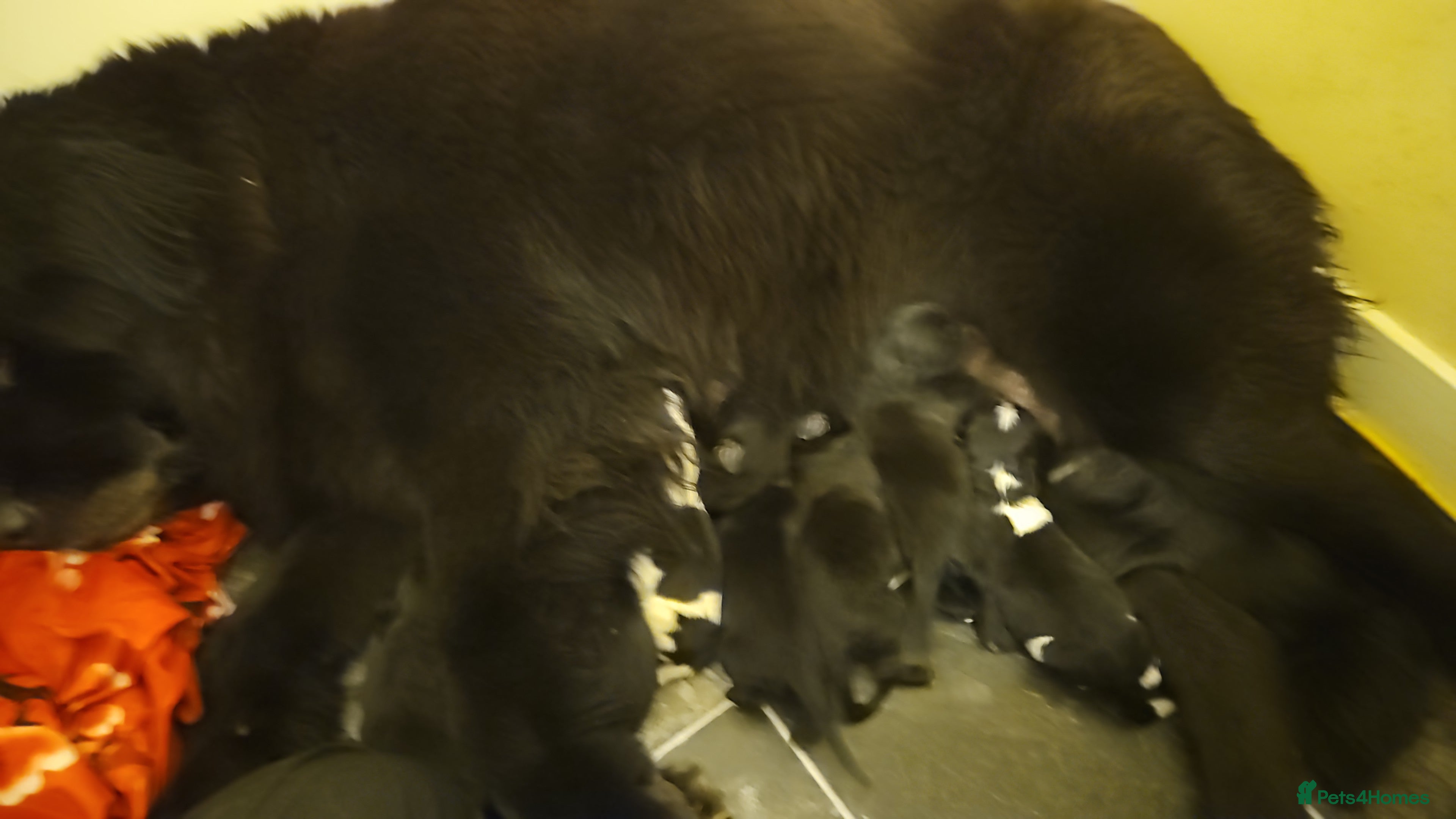 Mixed Breed dogs St Bernard Cross Newfoundland  - Advert 10