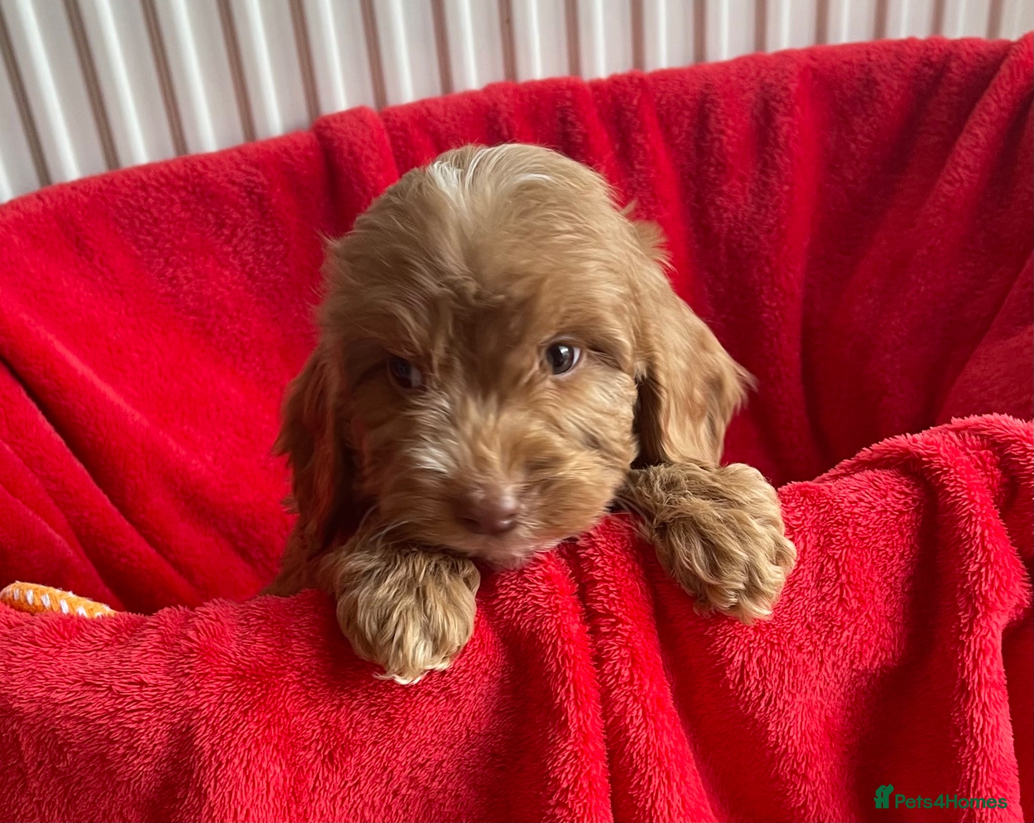Cockapoo dogs Beautiful F1 cockerpoo pups NOW READY - Advert 1
