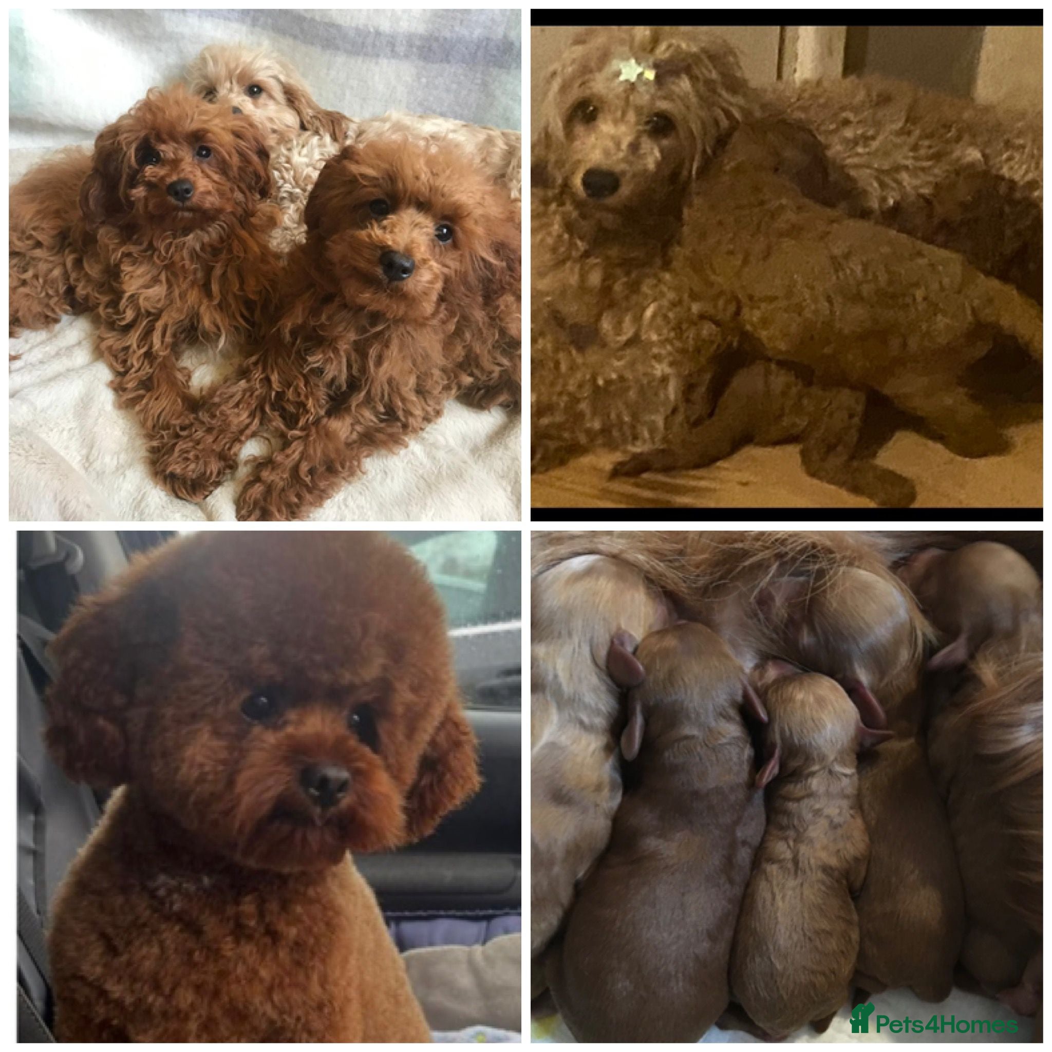 Maltipoo dogs Top quality DNA clear Asian  maltipoo puppies - Advert 17