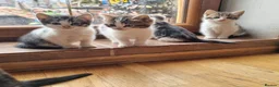 Mixed Breed cats for sale: 7 Beautiful Kittens For Sale!!!!!!! - Advert 5