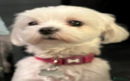 Maltese dogs for sale: KC Reg Korean Maltese girls - Image 33