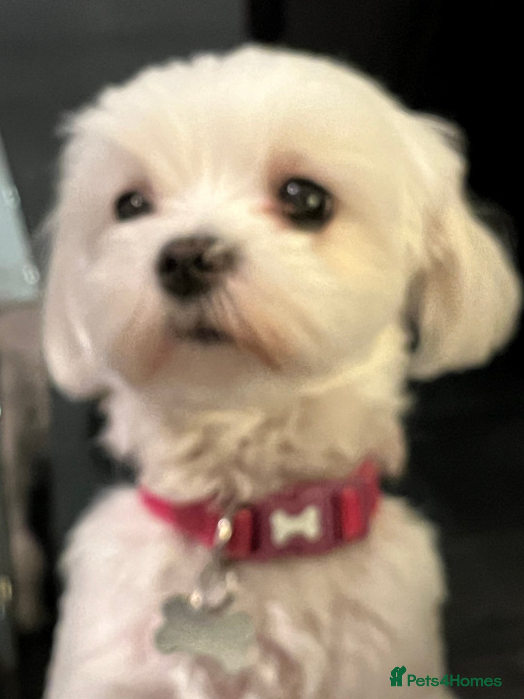 Maltese dogs for sale: KC Reg Korean Maltese girls - Image 33