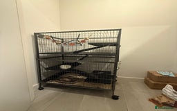 Ferret rodents for sale: Raccoon-coloured ferret girl - Image 3