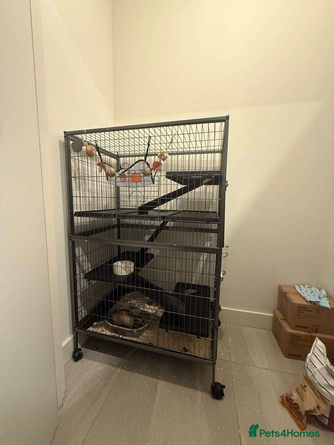 Ferret rodents for sale: Raccoon-coloured ferret girl - Image 3