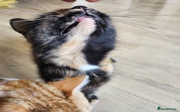 British Longhair cats for sale: Beautiful tortoiseshell female cat - Image 3