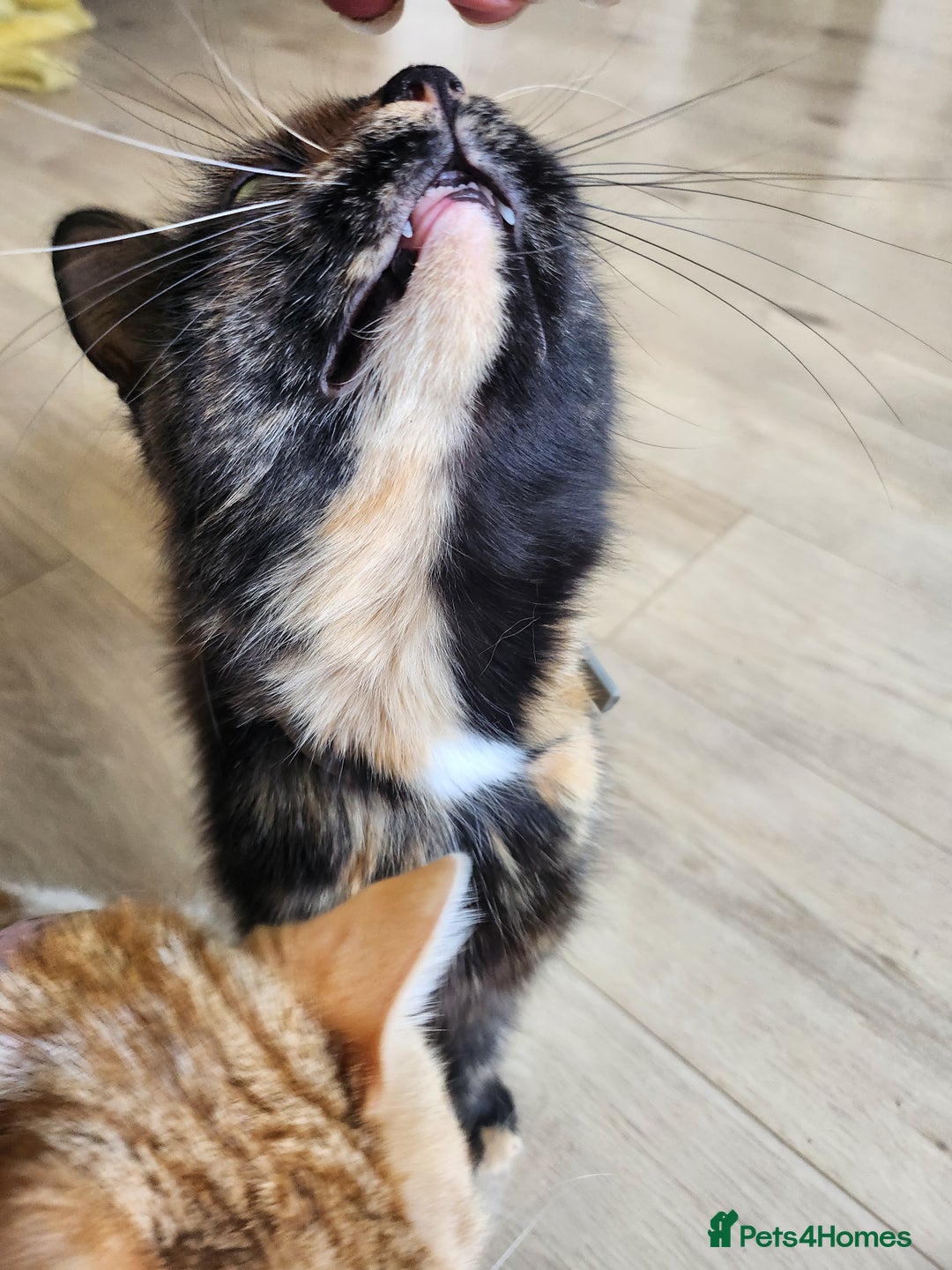 British Longhair cats for sale: Beautiful tortoiseshell female cat - Image 3
