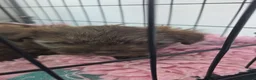 Mixed Breed dogs for sale: Chizer Puppies  in Huddersfield - Advert 15