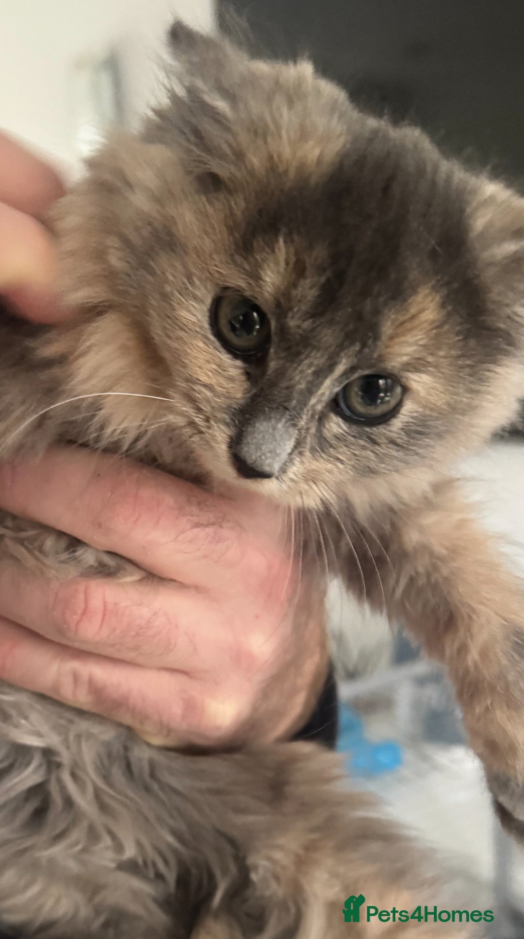 Mixed Breed cats for sale: Two beautiful kittens - Advert 2