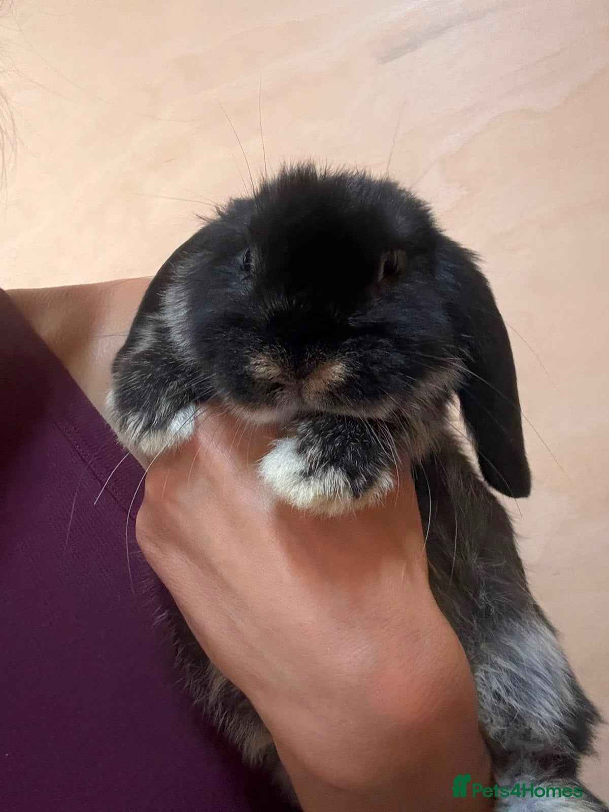 Mini Lop rabbits Two gorgeous bunnies - Advert 1