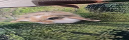 Mini Lop rabbits for sale: Mini Lop Baby Rabbits - Advert 6