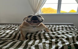 Mixed Breed dogs for sale: Bulldog for rehoming  - Image 10