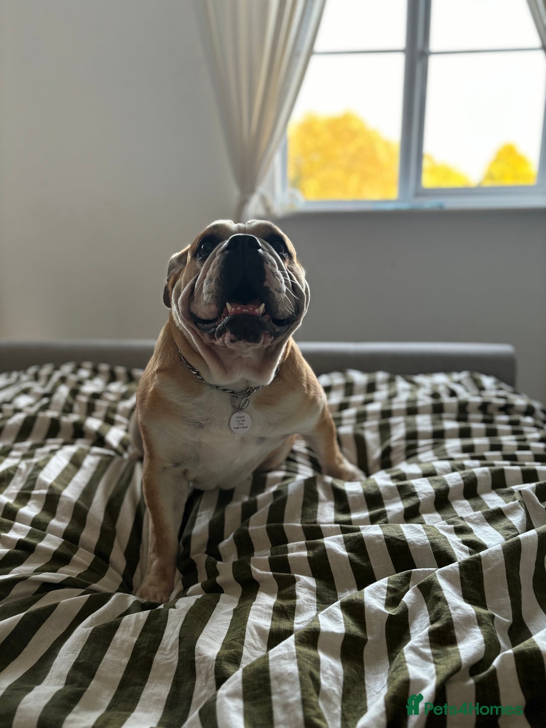 Mixed Breed dogs for sale: Bulldog for rehoming  - Image 10
