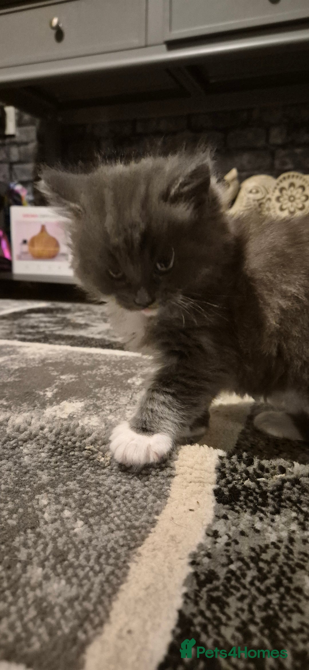 Mixed Breed cats for sale: Kittens silver tabby Britishshort-hairxmaincoon  - Advert 17