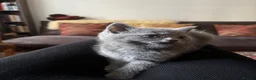 British Shorthair cats for sale: TICA registered Champion Bloodline BSH Kittens - Advert 29