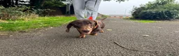Dachshund dogs for adoption: 💙🐶 ALFIE – A CHOCOLATE BOY MADE FOR CUDDLES 🐶💙 - Advert 9