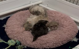 Shih Tzu dogs for sale: Imperial ShihTzu puppy  - Image 1