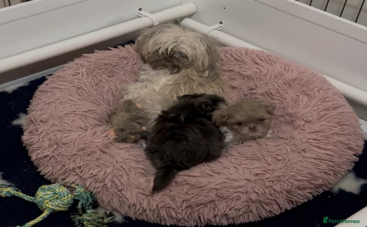 Shih Tzu dogs - Advert 1