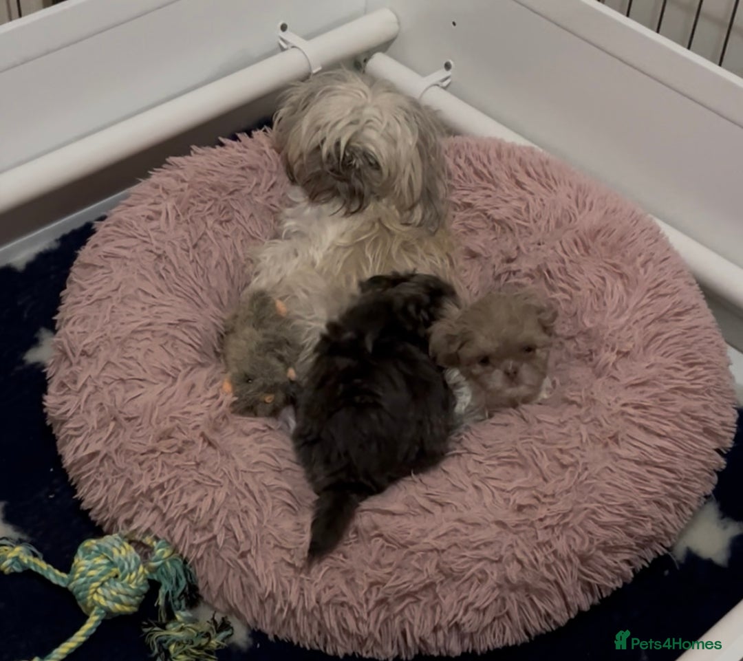 Shih Tzu dogs for sale: Imperial ShihTzu puppy  - Image 1