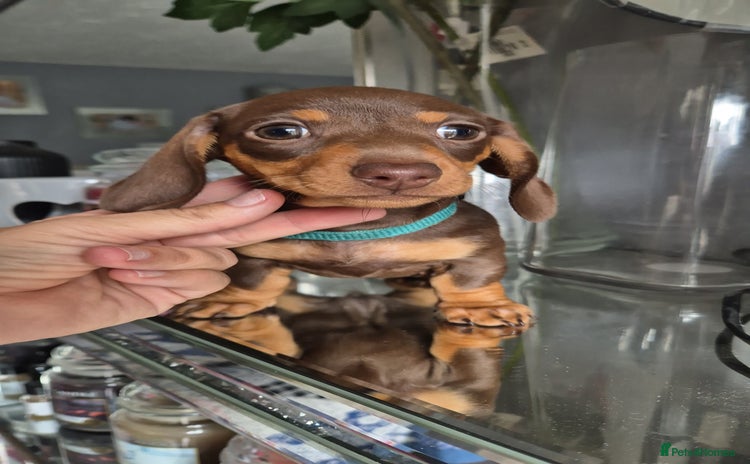 Dachshund dogs - Advert 1