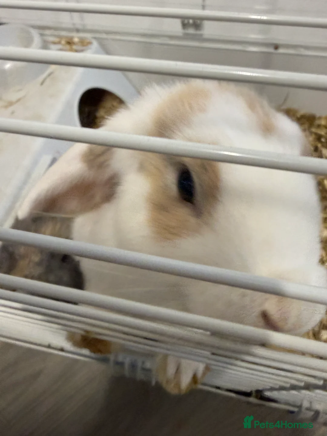 Mini Lop rabbits for sale: 2 female mini lop rabbits in Pontefract - Advert 3