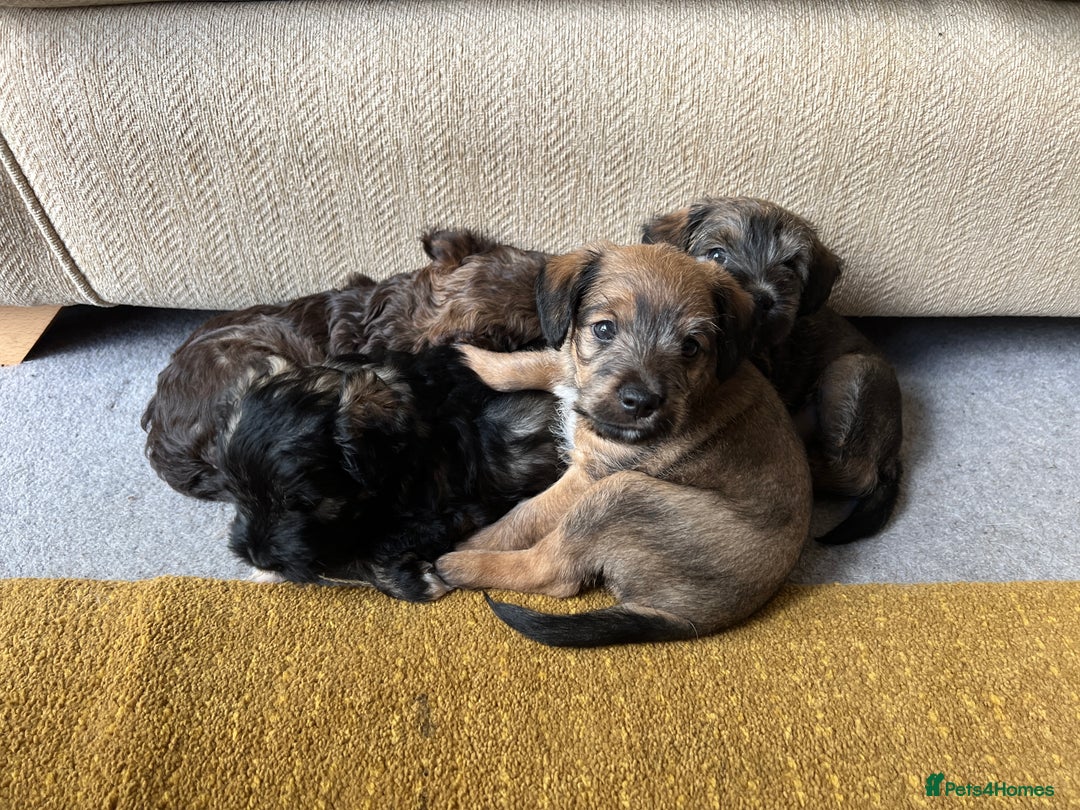 Mixed Breed dogs for sale: Schnackadoodles (Mini Schnauzer X Jackadoodle) - Image 20