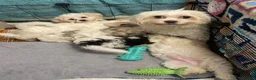 Maltipoo dogs for sale: Beautiful Maltipoo Puppies Available for homes in Sheffield - Advert 2