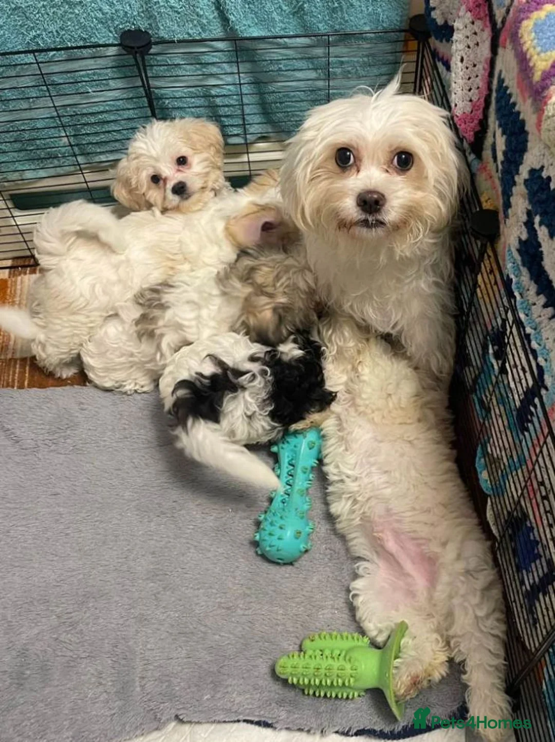 Maltipoo dogs for sale: Beautiful Maltipoo Puppies Available for homes in Sheffield - Advert 2