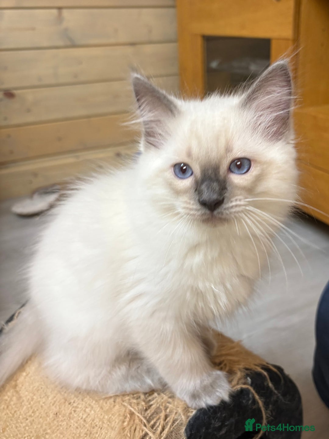 Ragdoll cats for sale: GCCF REGISTERED RAGDOLL KITTENS. 4  BOYS - Image 18