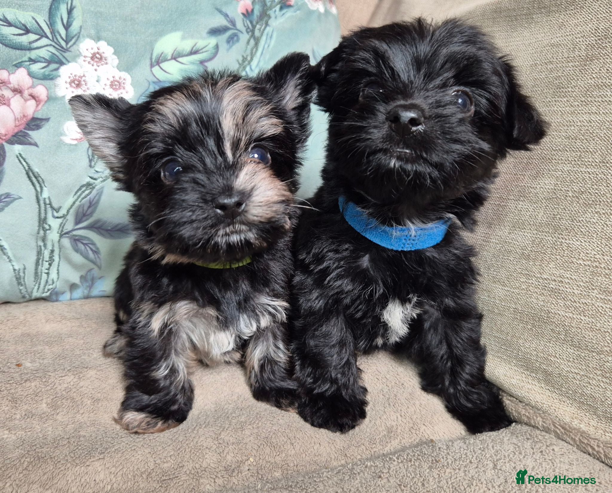 Yorkshire Terrier dogs Gorgeous Lilliputian Yorkies available  - Advert 2