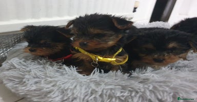 Yorkshire Terrier dogs Yorkshire terrier puppies  - Advert 5