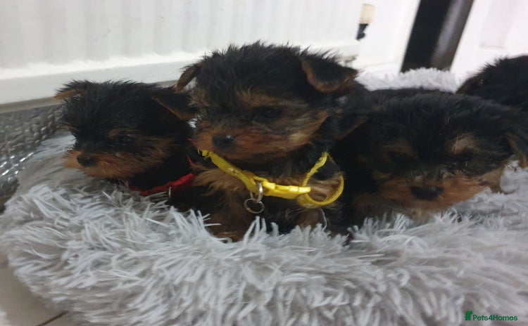 Yorkshire Terrier dogs - Advert 3